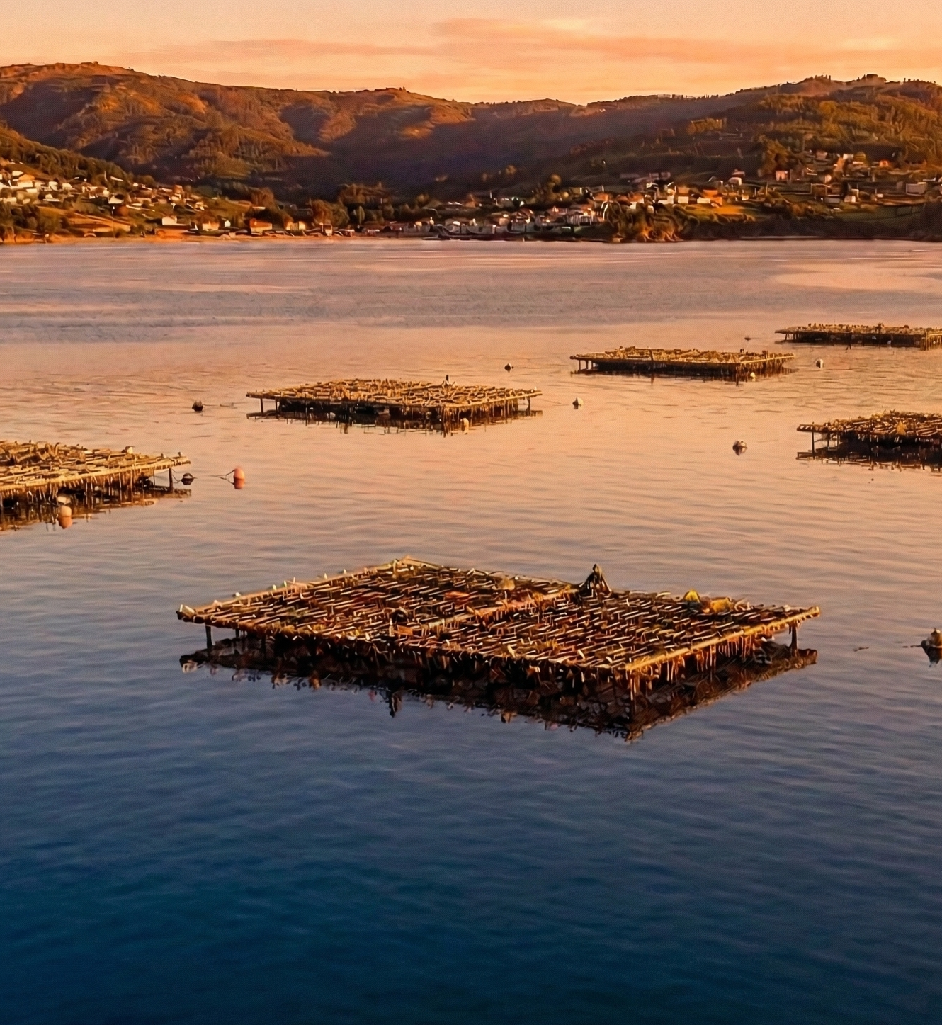 Aerial view of aquaculture rafts in Galician estuaries